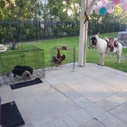 Mobile Petting Zoo