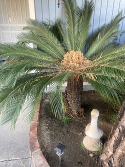 Sago Palm 