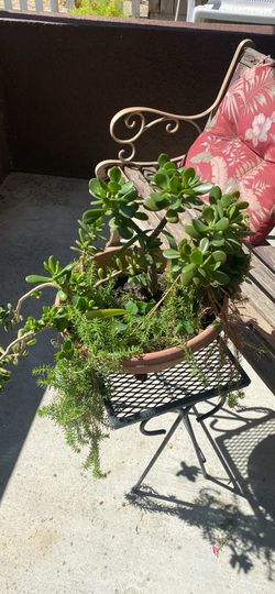 Jade tree