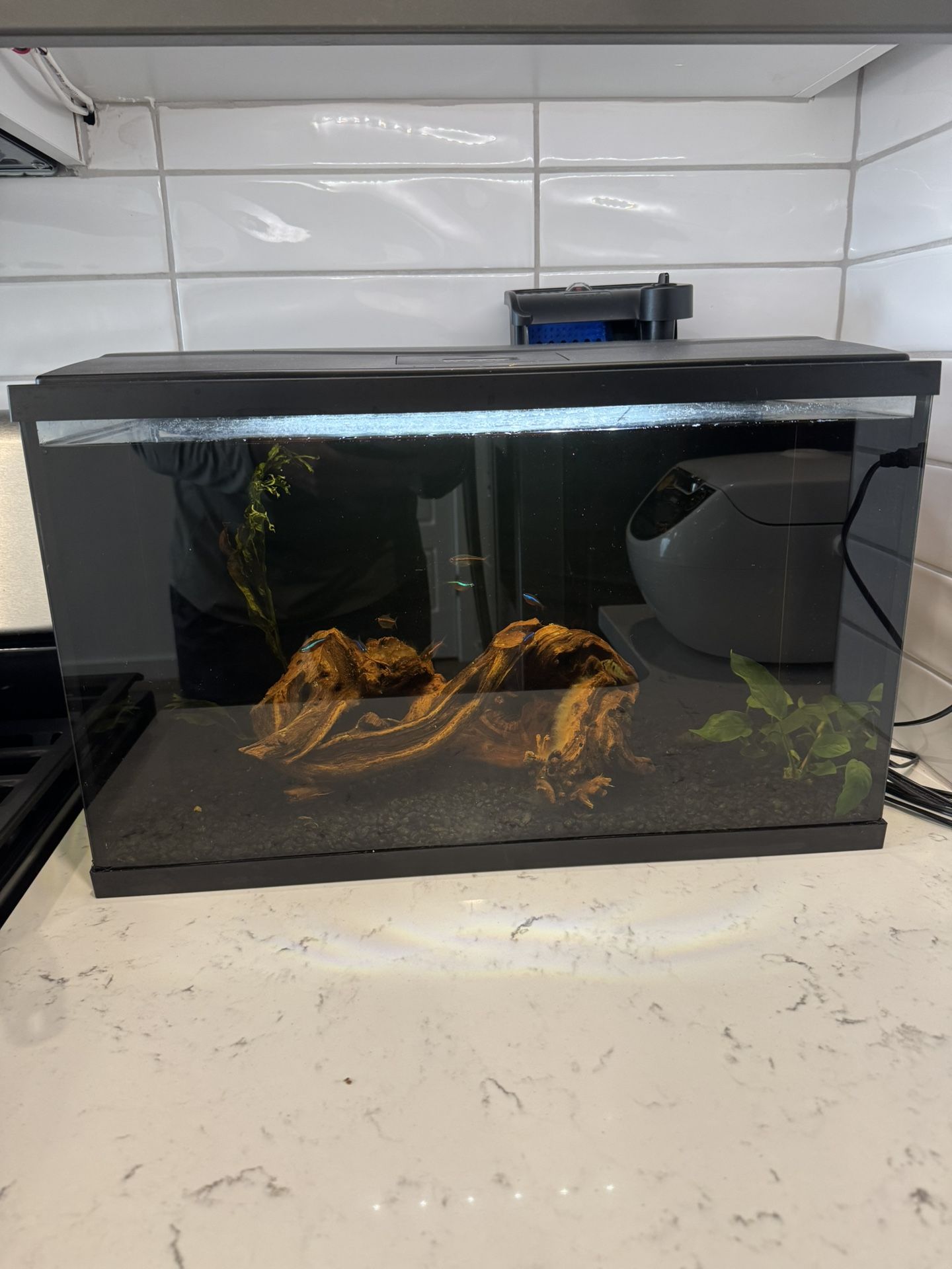 10 Gallon Fish Tank
