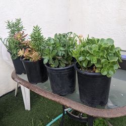   6 inch      Plantas Succulents  2 bariedades