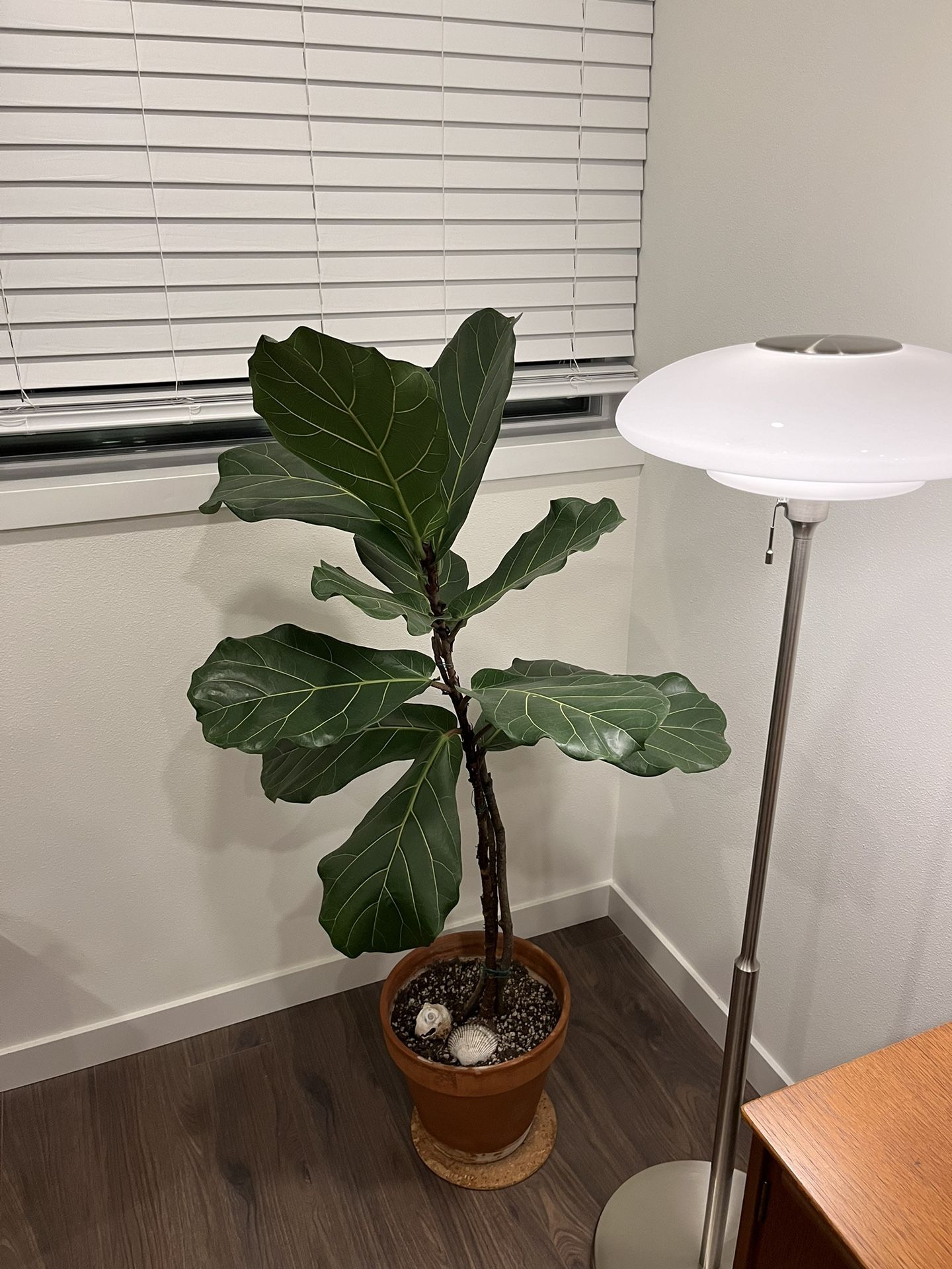Fiddle Leaf Fig In Terra Cotta Pot