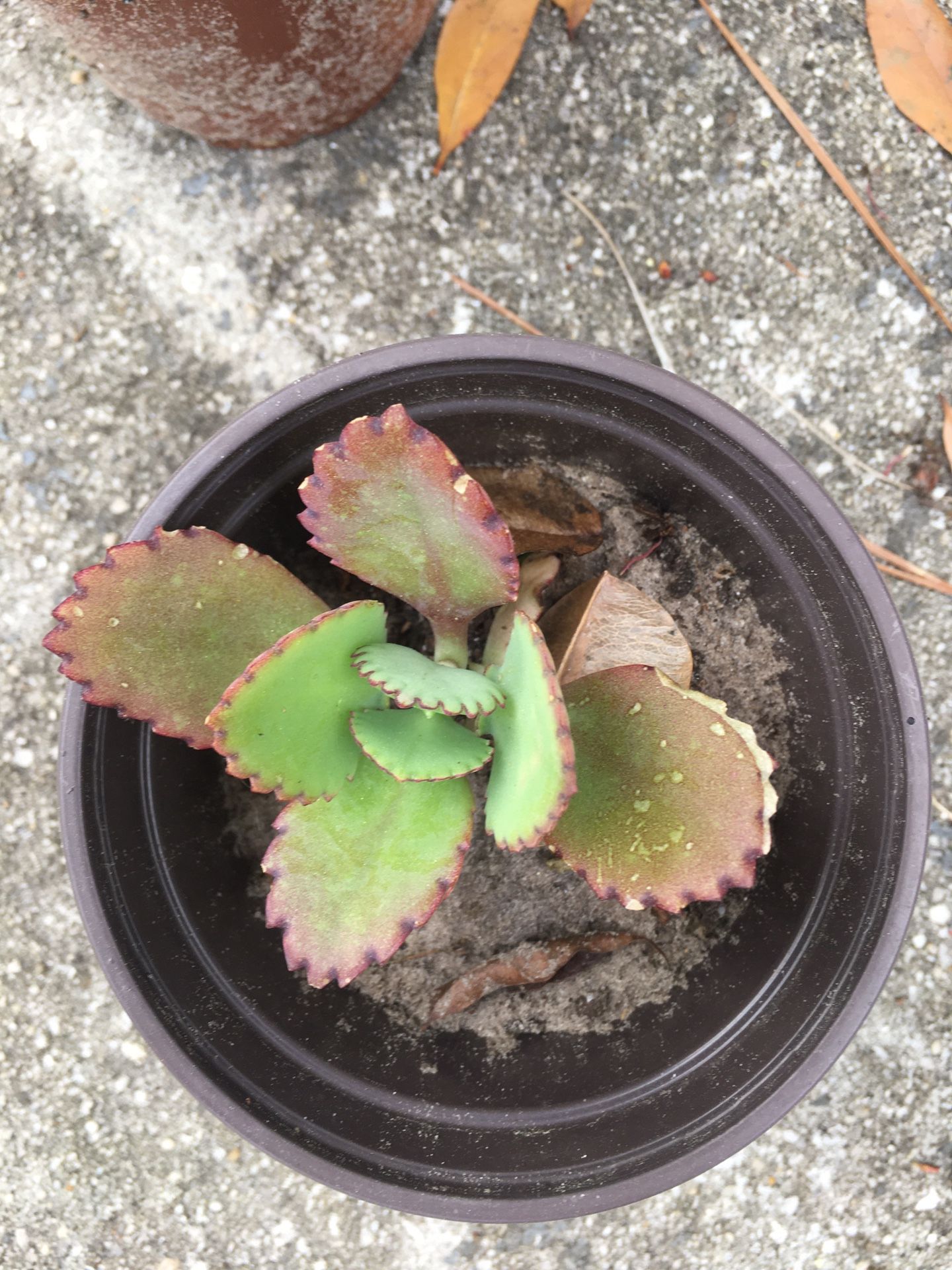 Tibet’s plants can grow on the asphalt