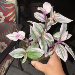 Trandescantia Nanouk Plant In 4 Inc Pot