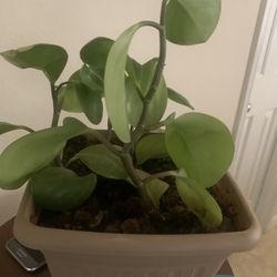 Plant for you!   Please !