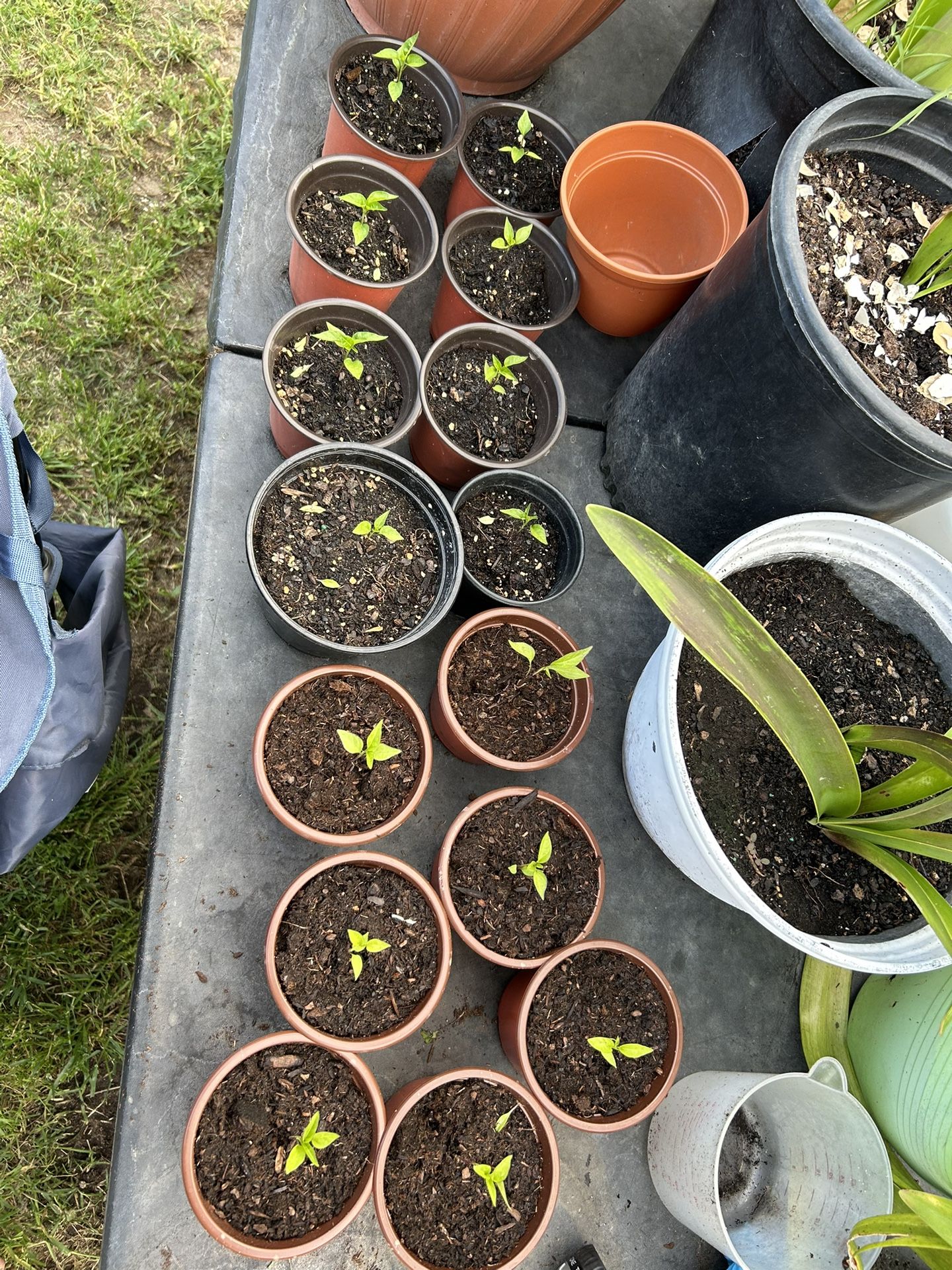 Chile Plants