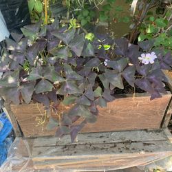 Beautiful Plant Oxalis Purple Plant Flowers. Redwood Planter 22.5 X 8 X 8 Tall.