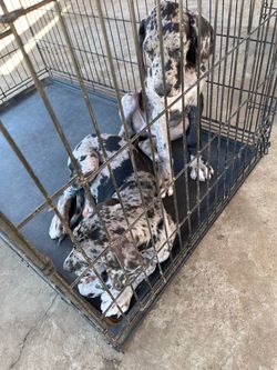 Large Dog kennel