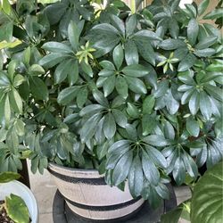 Dwarf Umbrella Plant 