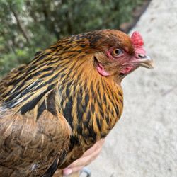 Easter egger Ready To Lay 