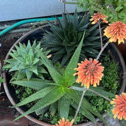 Maceta De Cerámica Con Plantas Saludable 