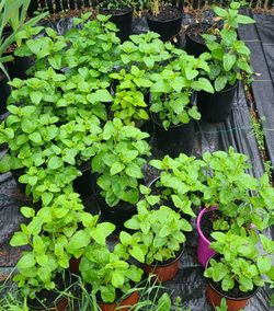 Healthy Lemon Balm Plants $5 each