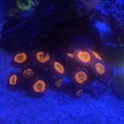 Zoanthids Everlasting Gobbstopper