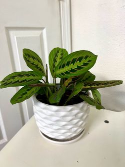 Prayer 🙏 plant 🪴