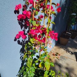 Bougainvillea 