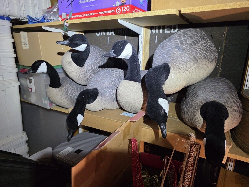 Geese Decoys