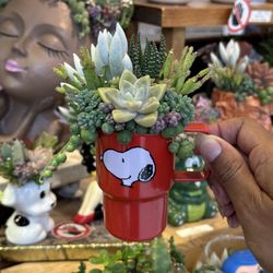 Snoopy Stanley Succulent Arrangement 