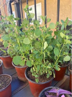 Papalo for sale
