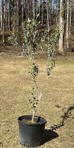 15 Gal Cold Hardy Blooming Tangerine Tree 
