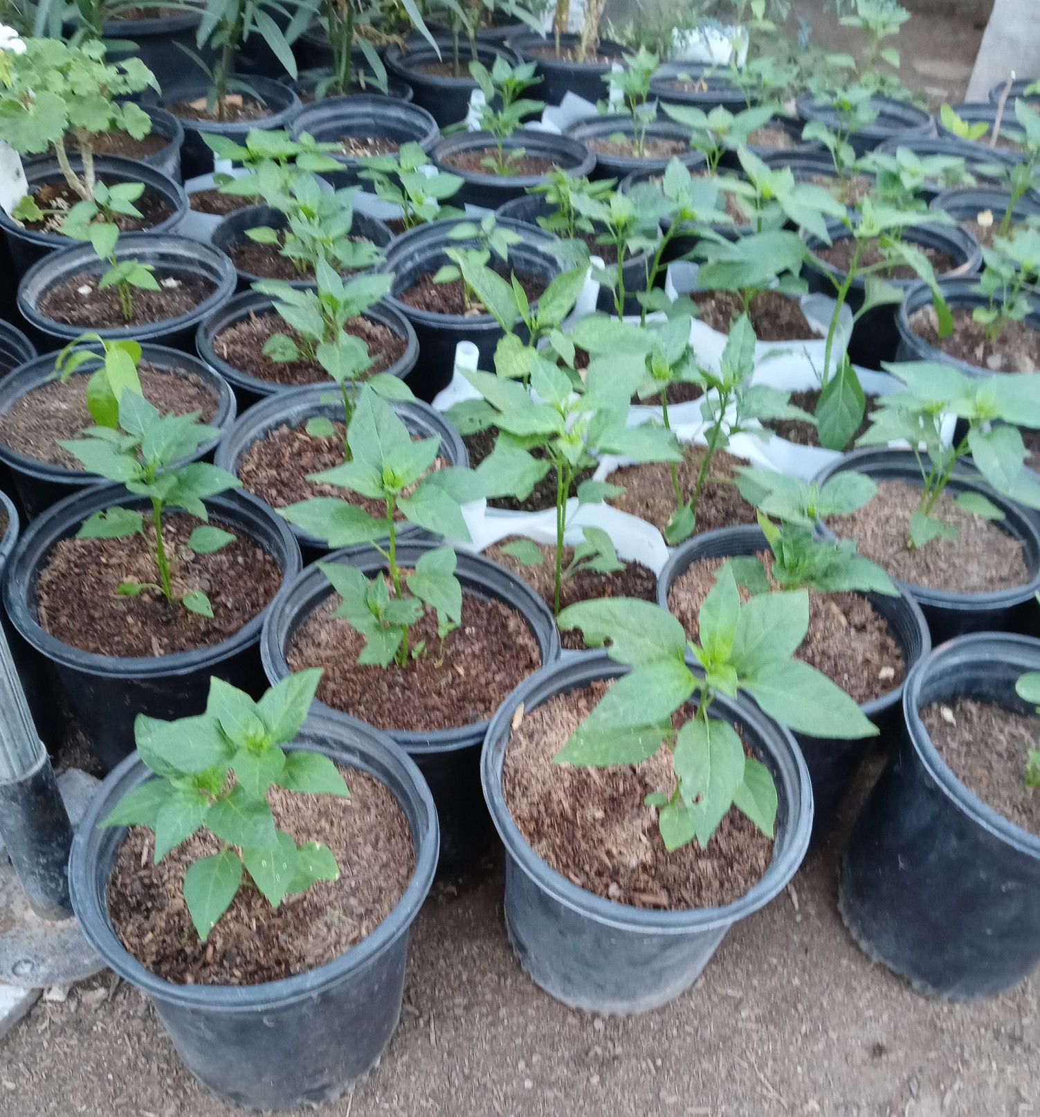 Plantas De Chile Piquin Bolita $8 Cada Una