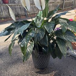 LARGE NEWLY REPOTTED CALLA LILY IN FULL BLOOM LARGE SHINEY GREEN LEAVES! 