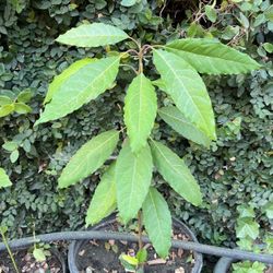 Avocado Plant In Pot 