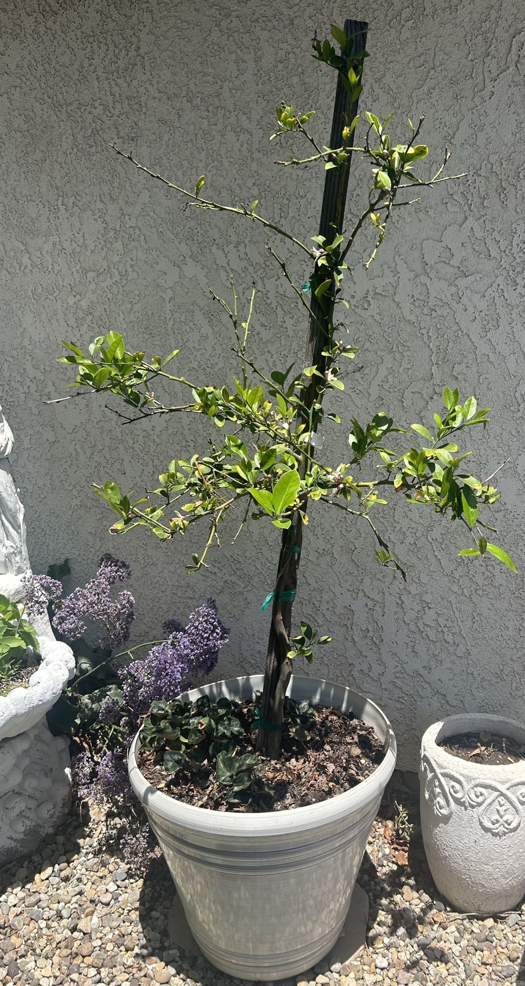 Lemon Trees