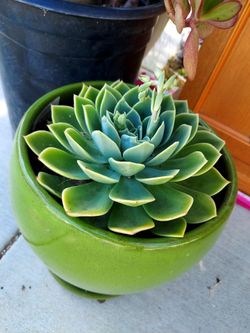 Plants