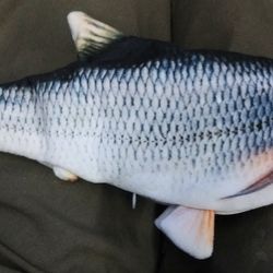 FLOPPY Fish Interactive Toy for Cats In Seattle