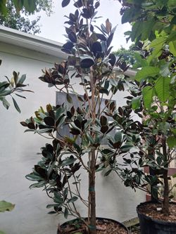 large magnolia trees $475