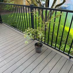 Japanese Maple