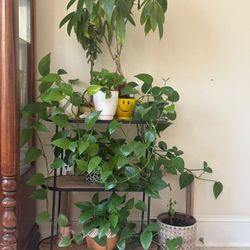 Pothos Plant With Pot 