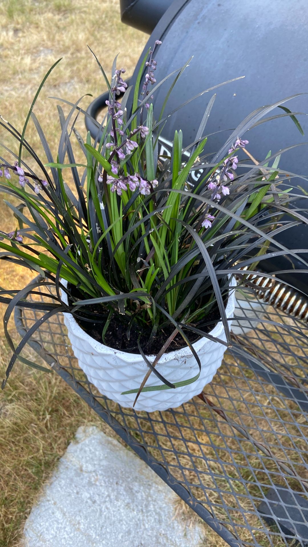 Blooming Purple Mondo Grass In White Glazed Ceramic Pot With Drainage