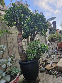 Jade Bonsai Plant Over 45 Years Old.