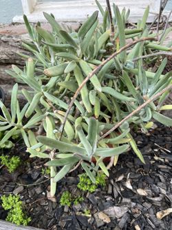 Succulent plant