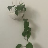 Pothos Plant With Decorative Hanging Pot