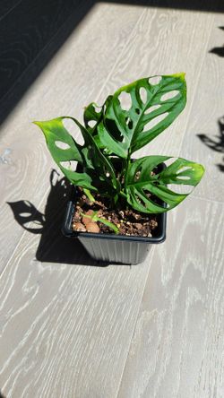 Monstera Adansonii