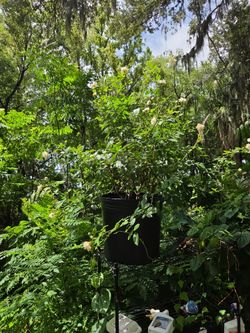 Large rose bush 30+ white flowers in large 8 gallon planter