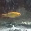 Bob