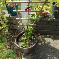 Flowering Vine With Pot & Trellis