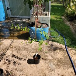 Goji Berries This plant gives goji berries