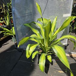 Dracaena 'Giganta 10" pot live plants