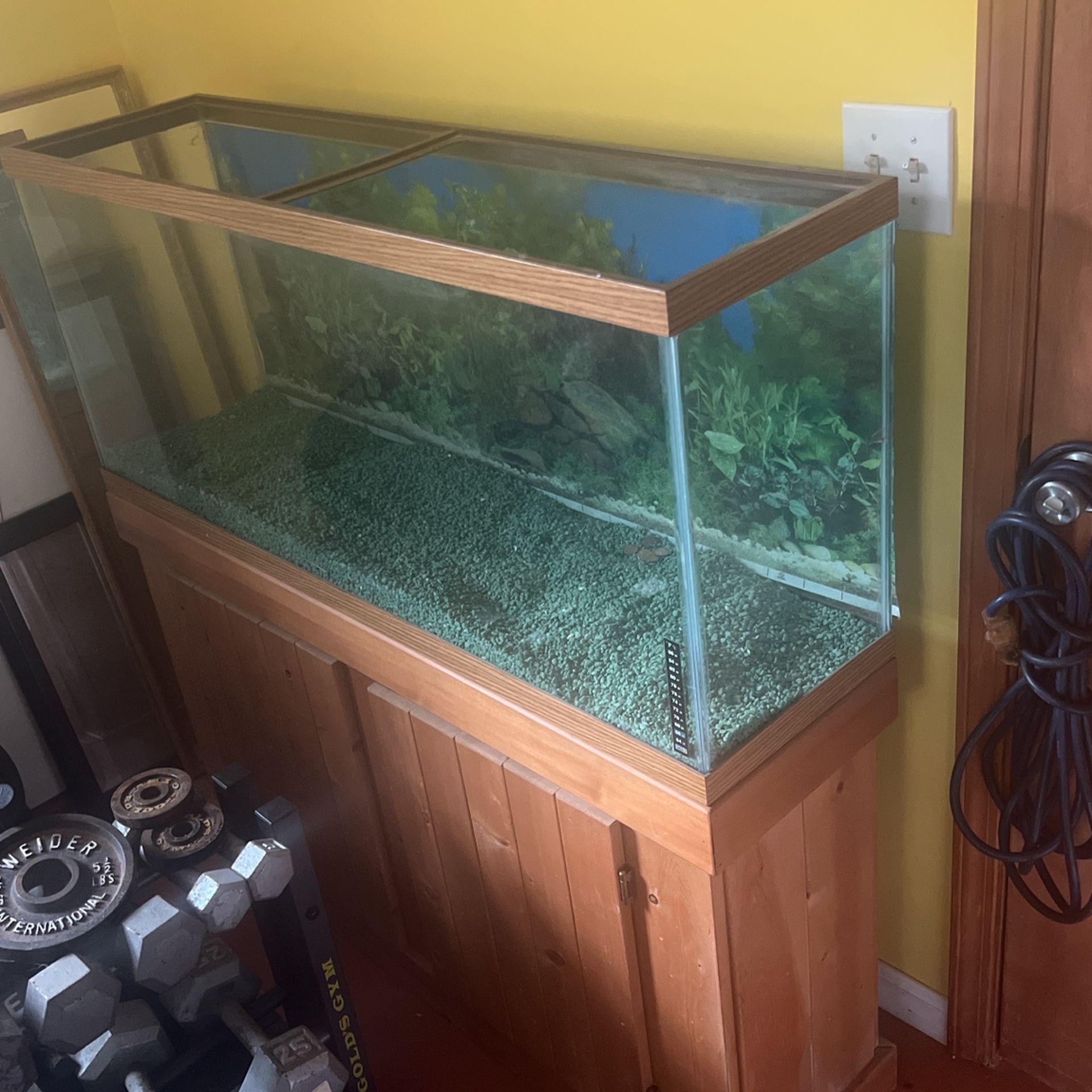 55 Gallon Aquarium On Cabinet Stand
