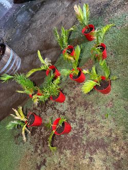 Sago palm pups