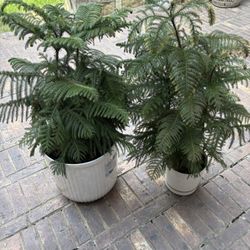 Potted Norfolk Island Pines