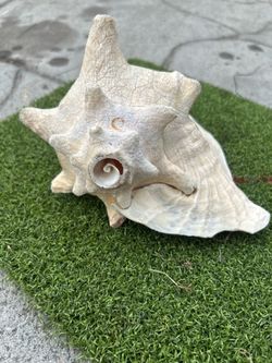 Caracol danza azteca