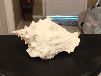 Large Conch Shell
