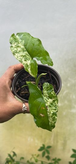 Mojito Syngonium Cutting