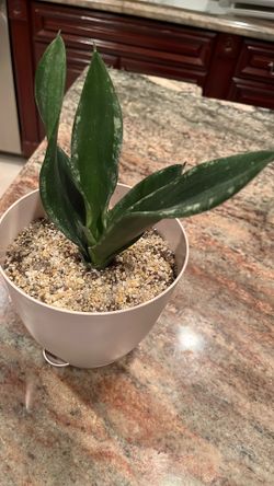 Sansevieria Whitney
