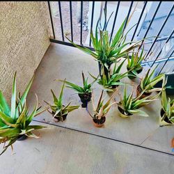 Aloe Vera 
